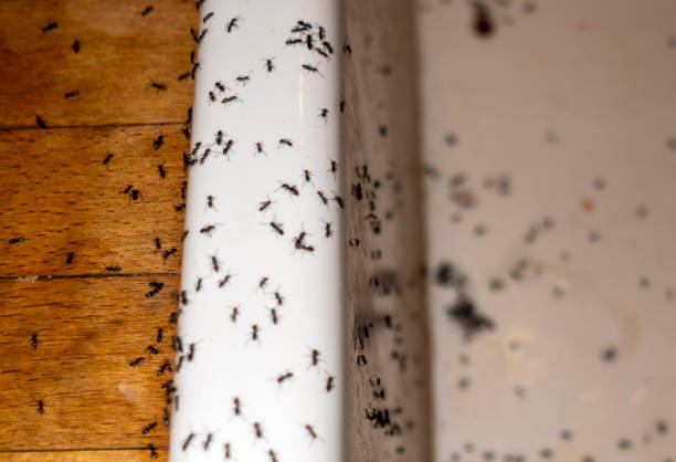 Best Wasp Removal Services  in Fair Lakes, VA