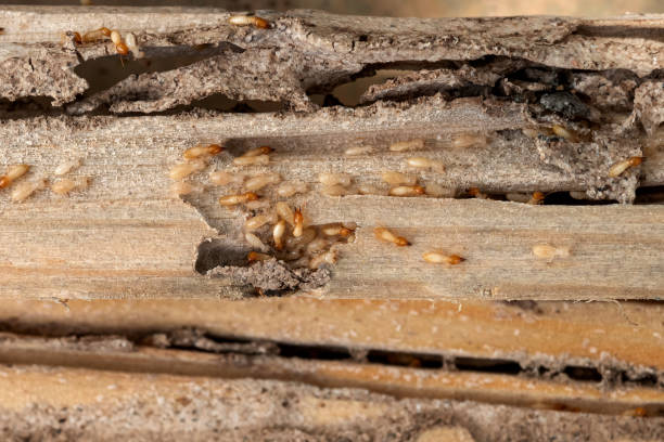 Best Affordable Pest Control Services  in Fair Lakes, VA