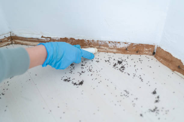 Best Flea Control Services  in Fair Lakes, VA